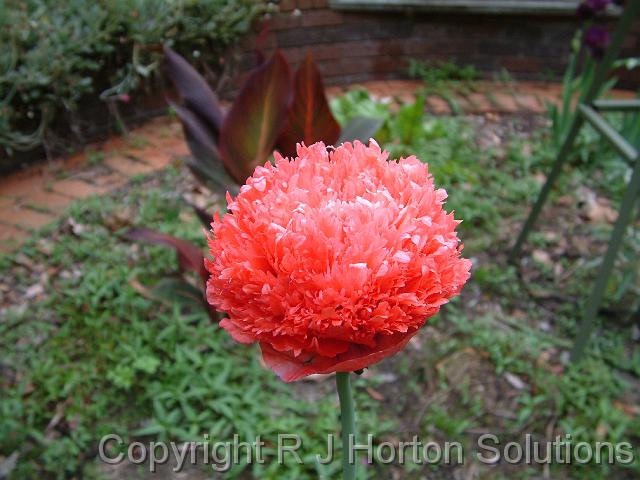 Poppy oriental